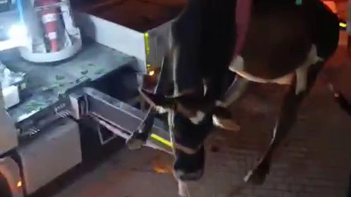 hatayda evin daminda mahsur kalan inek vincle kurtarildi VP6SY7UT.jpg