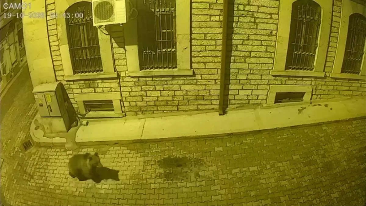 ineboluda ac kalan ayi ilce merkezine indi KG5E41sq.jpg